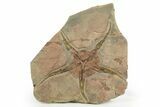 Very Detailed Ordovician Brittle Star (Ophiura) - Morocco #320952-1